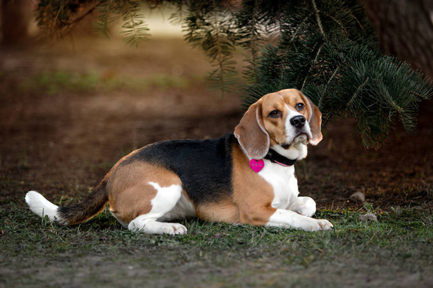Hermoso perro de la raza Beagle
 - Foto, imagen