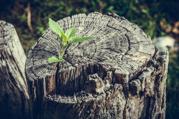 Fuerte y desarrollo como concepto de negocio y éxito, pequeño árbol que crece del tronco viejo
 - Foto, Imagen