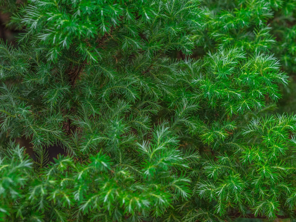 Green leaf texture / leaf texture background / Copy space - Фото, изображение