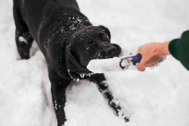かわいい黒のラブラドール犬の肖像画 - 写真・画像