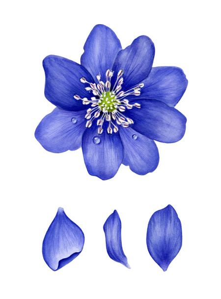 Blue hepatica with petals.   - Fotoğraf, Görsel