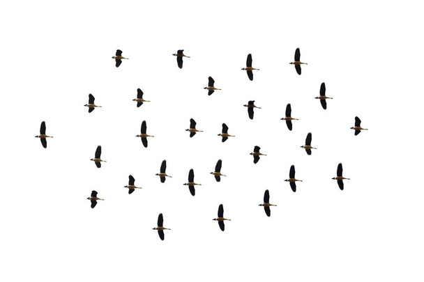 стадо птиц на белом фоне
 - Фото, изображение