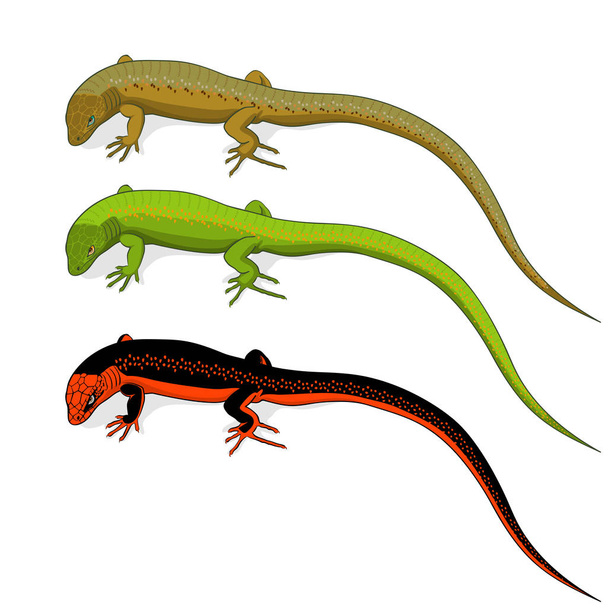 Conjunto de iconos de lagarto de colores aislados sobre fondo blanco.Ilustración vectorial
 - Vector, Imagen