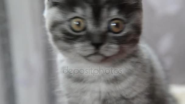 Close-up portrait of gray kitten of British breed - Filmati, video