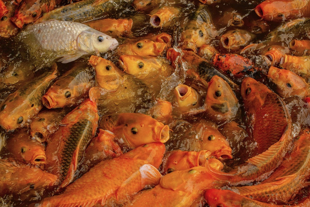 Le carpe sono in competizione per ottenere il cibo pellet di pesce gettato a loro
 - Foto, immagini