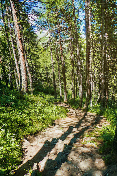 Path in the woods in Summer afternoon - Фото, зображення