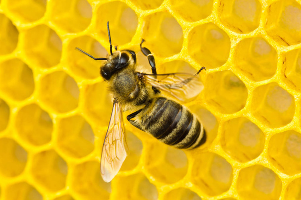 Pszczoła budowanie plastrów - Zdjęcie, obraz