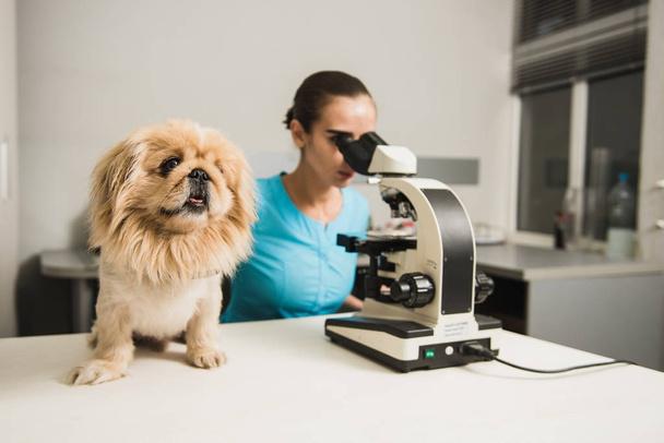 Θηλυκό κτηνίατρος με σκύλο και μικροσκόπιο - Φωτογραφία, εικόνα