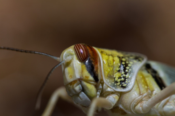 Nahaufnahme einer schönen Heuschrecke - Foto, Bild
