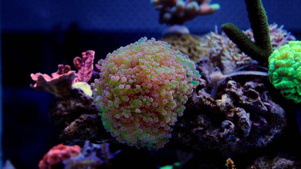 Euphyllia corail lps coloré dans l'aquarium d'eau salée
 - Photo, image