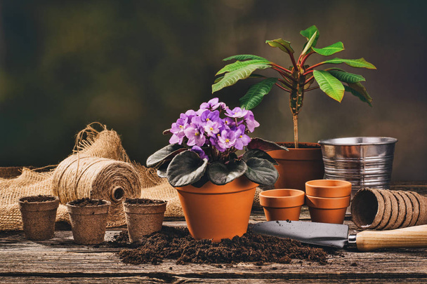 Planting a potted plant on natural wooden background in garden - Fotoğraf, Görsel