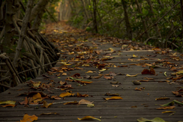 Ponte de madeira na floresta de mangue em Laem Phak Bia
 - Foto, Imagem