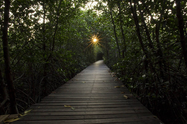Дерев'яний міст у мангрових лісів в Laem Phak Bia - Фото, зображення