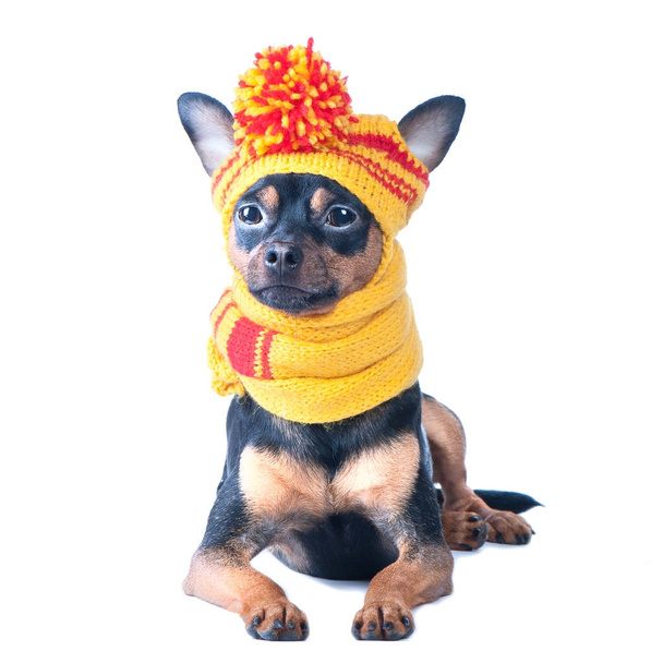 Funny dog in a knitted cap and scarf, portrait of a macro isolat - Photo, Image