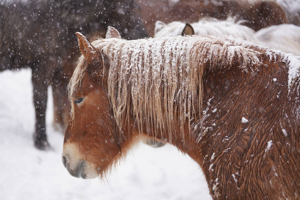 caballo en invierno hokkaido - Foto, Imagen
