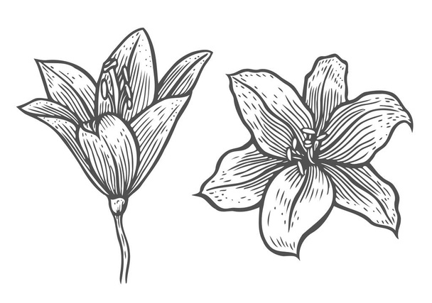 Set of lilies - Vettoriali, immagini
