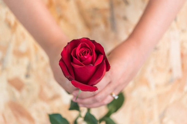 Червоні троянди з людської руки в день Святого Валентина - Фото, зображення