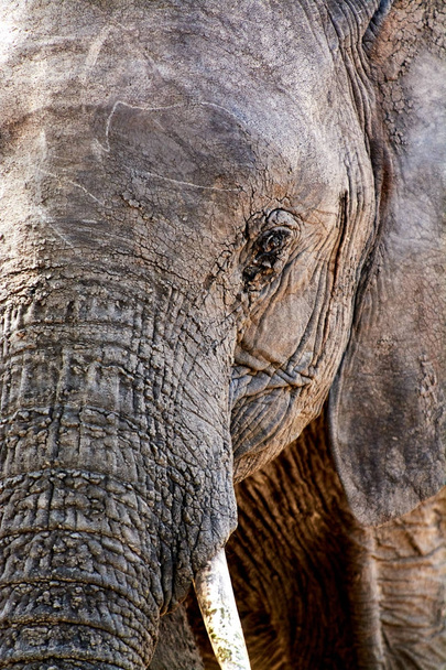 Elephant with baby drinking water in tanzania safari tusk - Zdjęcie, obraz