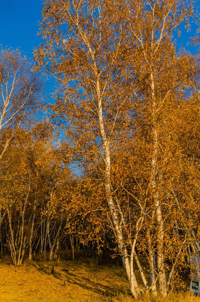 深い黄金色/中国の北で牧草地で撮影秋の白樺の森 - 写真・画像