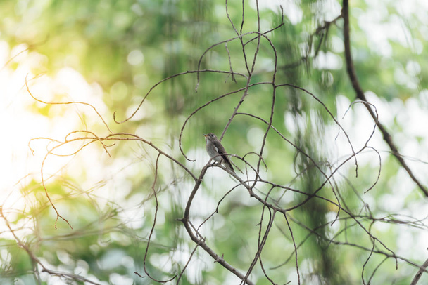 Птица (азиатская коричневая мухоловка) в дикой природе
 - Фото, изображение