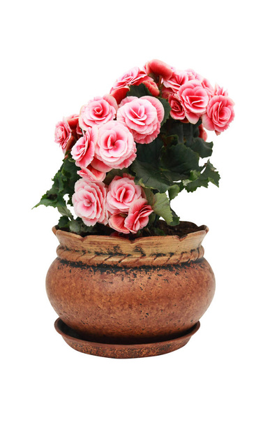 Flowers In Pot Isolated - Photo, Image
