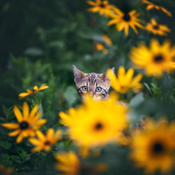 Bengal Kitten in Flower Field - Photo, Image