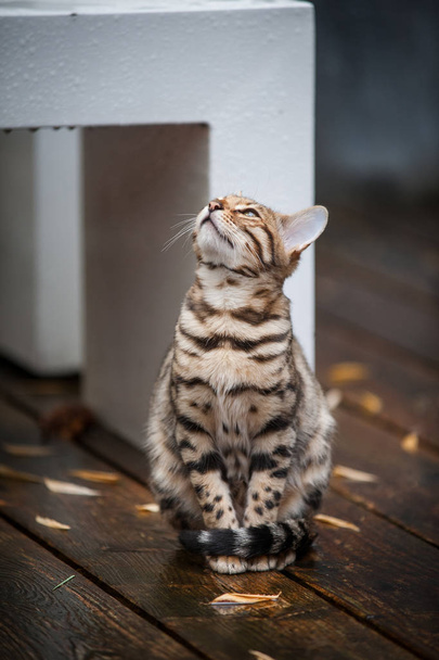 bengal cat im regen - Foto, Bild