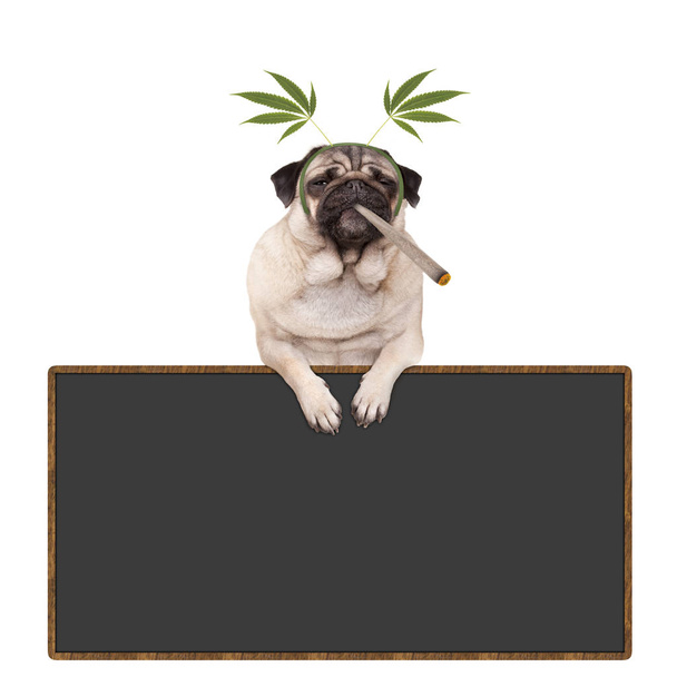 мопс щенячий собака високий, куріння марихуани бур'яну суглоба, носить конопляне листя діадеми, висить на дошці знак, ізольований на білому тлі
 - Фото, зображення