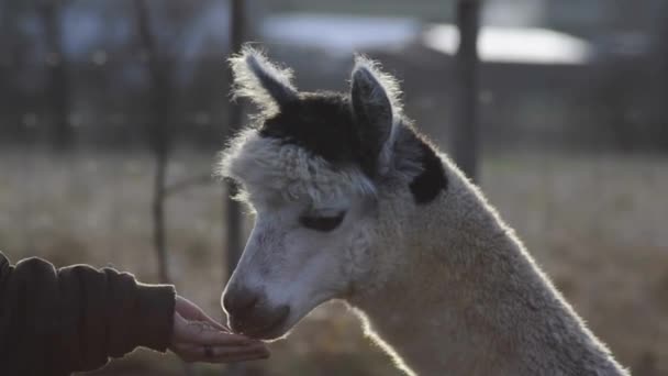 Alpaka megeszi ki a kezét - Felvétel, videó