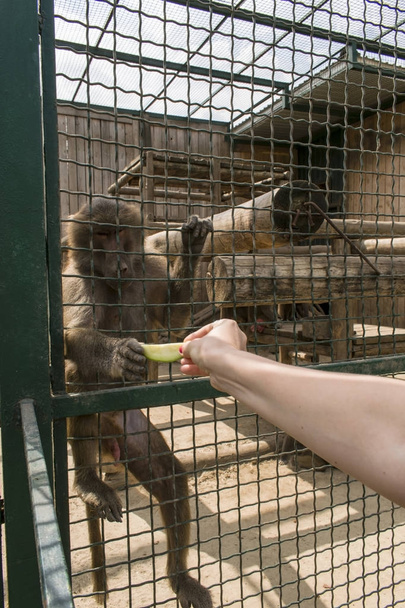 O babuíno senta-se em uma jaula
 - Foto, Imagem