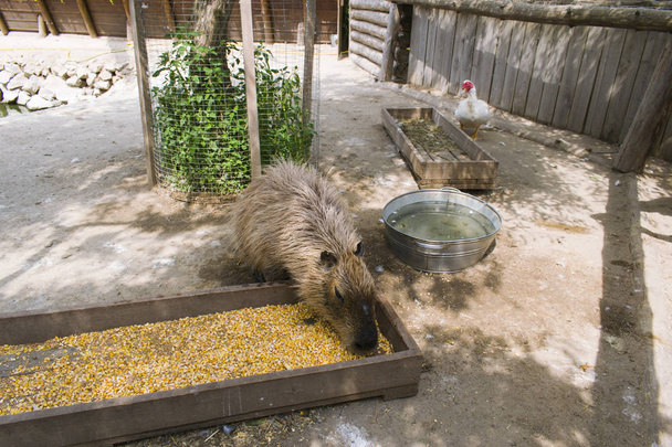 Capybara, eats in the preserve - Photo, Image