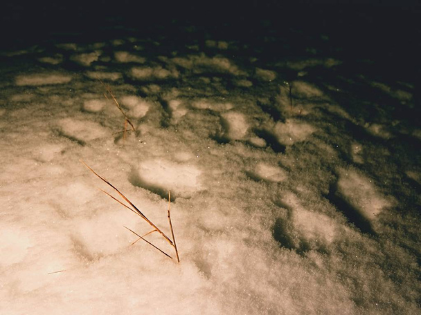 Pegadas num prado nevado. A luz fraca do farol faz longas sombras. Cistos congelados
  - Foto, Imagem