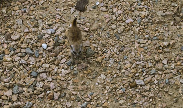  Un suricata joven en el zoológico
. - Foto, imagen