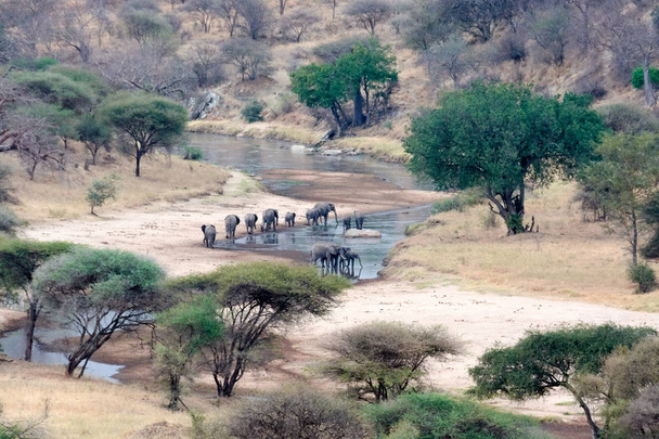 Wildbeest geçiş nehir Tarangire Milli Parkı Tanzanya - Fotoğraf, Görsel