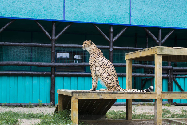 El guepardo se sienta
 - Foto, Imagen