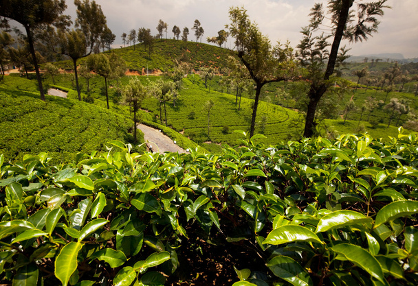 Tea plantation - Foto, Imagem