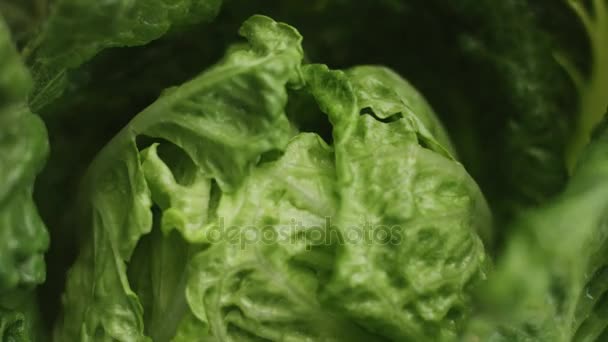 Salat lässt Nahaufnahme Bewegung auf beigem Hintergrund - Filmmaterial, Video