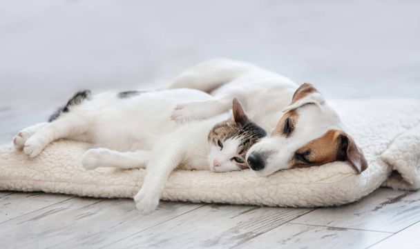 Cat and dog sleeping - Фото, изображение