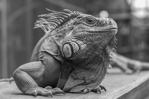 Dobry obraz szukasz Iguana w czerni i bieli - Zdjęcie, obraz