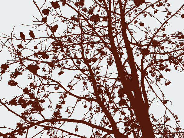 Silhouette of a rowan tree in the cold season - Vector, Image