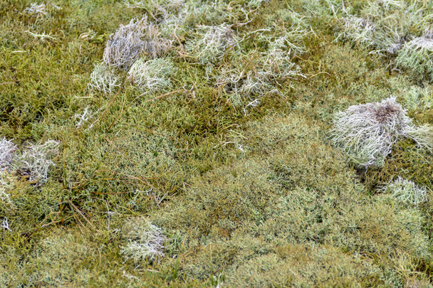 reindeer lichen detail - Photo, Image