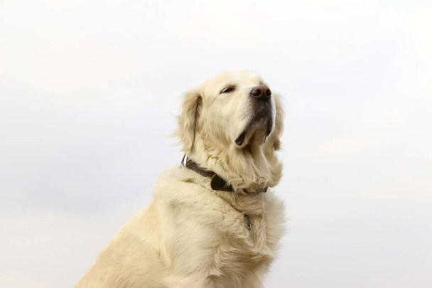 Golden Retriever kırpılmış bir kadeh. Kırpılmış bir kadeh bir köpek. Köpek açık. - Fotoğraf, Görsel