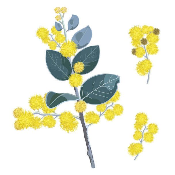 Beyaz zemin üzerine altın Wattletree çiçek vektör çizim - Vektör, Görsel