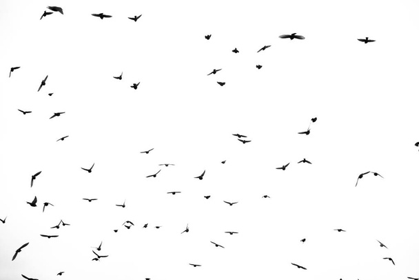 ptaki na niebie - Zdjęcie, obraz