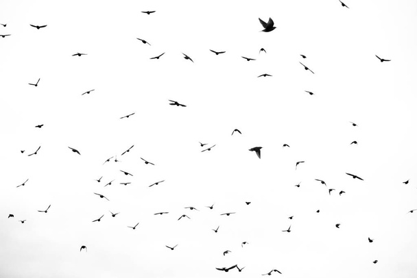 Pájaros en el cielo
 - Foto, Imagen