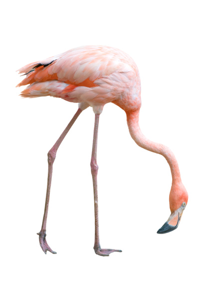 flamingo bird isolated - Photo, Image