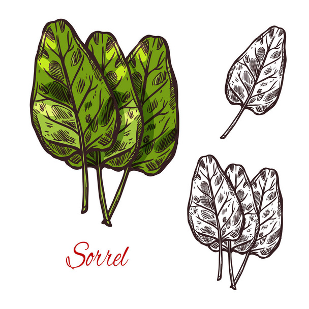 Sorrel vegetable spice herb vector sketch icon - Vector, Image
