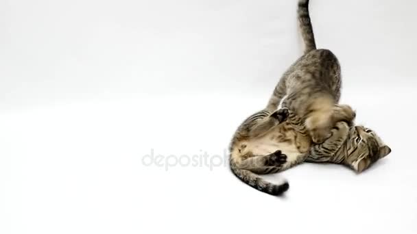 Two cats fight each other on a white background,slow motion - Video