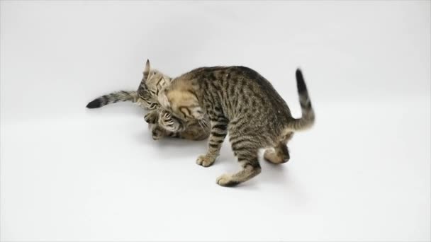 Two cats fight each other on a white background,slow motion - Filmati, video