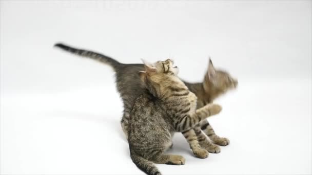 Two cats bounce and jump on a white background - Imágenes, Vídeo